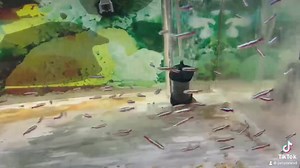 Cardinal Tetras: A streak of vibrant blue and red, mirroring the sky at dawn, these graceful swimmers add a splash of color to the serene aquatic world. 🐠🌅 #CardinalTetras #DawnInWater #AquaticBeauty | Pet Zone Tropical Fish, San Diego, California