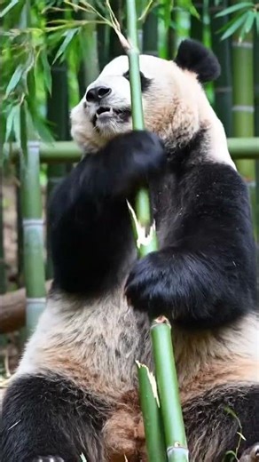 panda power 😀😀😀