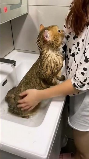 Cat Bathing Fun – Splashes, Meows & Sudsy Cuteness! #catbathing #funnycatvideo