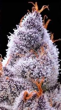 Too Confident? These Cannabis Results Are The Only Reply I Need #genetics #growtips