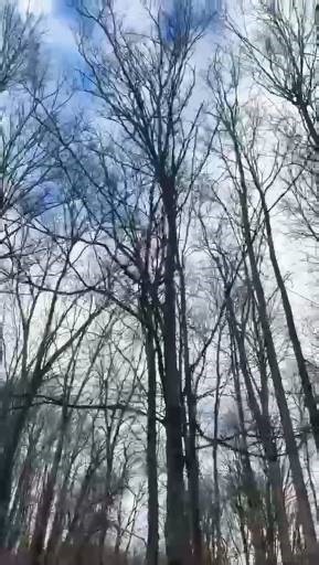 Skilled tree trimming is performed safely and efficiently by our experienced team. #TreeTrimming #TreeCare #ProfessionalTreeService | KD Tree Syracuse NY