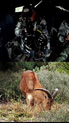 The Tx440 from TenPoint #crossbow #hunting