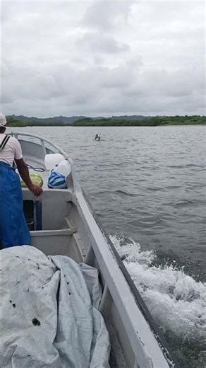 Rescuers Race to Save Horses From Drowning at Sea
