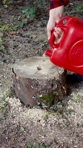 Removing massive tree stumps like it’s nothing | Crafty Panda
