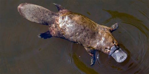 Moment of Science: The Life of a Platypus