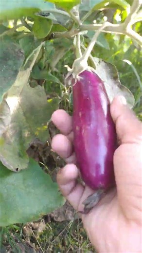 vegetable from kitchen garden #shorts #viral #gardening #garden