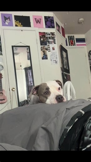 Understanding Pitbull Breeds and Care Tips