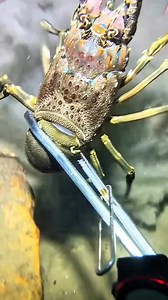 19K views · 369 reactions | Harvesting lobster sea cucumber kina #fishing #spearfishing #spearing | Lyda | Facebook