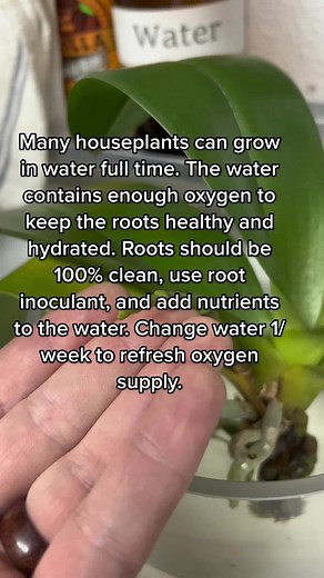 Water Culture: A Guide to Growing Houseplants in Water