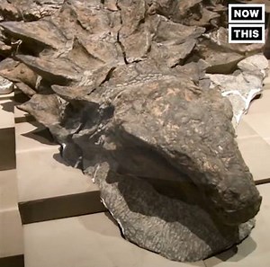 961K views · 13K reactions | This accidental discovery led finding the world's best preserved fossil and a new dinosaur species | NowThis | Facebook