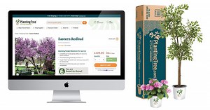 Privacy Trees | Fast Growing Privacy Trees Page 2 - PlantingTree