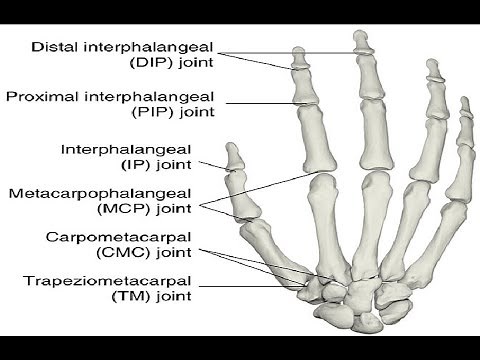 Two Minutes of Anatomy: Metacarpophalengeal Joints (MCP Jts)