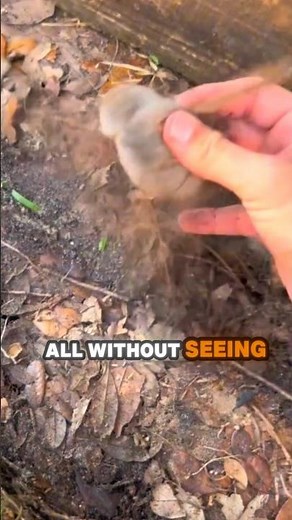 Golden Mole: The Blind, Burrowing Mammal of Africa #animalinsights #animalfacts