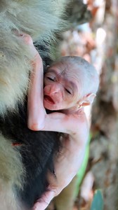 132K views · 1.3K reactions | Joy in the Jungle: Gibbon Welcomes Adorable Newborn, Marking a Milestone for Conservation Efforts" #baby #NewsUpdate #monkey #Very #reels #Leo #newborn #cute #milkyway #crying | Monkey history 2024 | Facebook