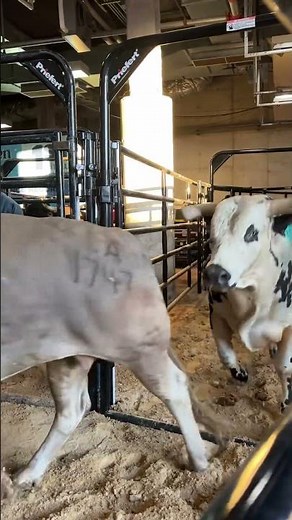 The bulls are ready for the championship