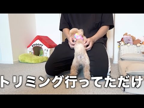 2時間ぶりの再会が嬉しくて飼い主を抱きしめるトイプードル