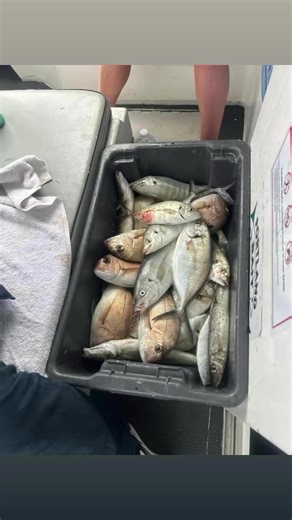 7.5K views · 30 reactions | Few Portland Bay trips as the wind has been fierce heading wider tomorrow see if we can jag a shark or 3 Yiiiiphaa ✌️ | Matthew Hunt Fishing Services Portland | Facebook