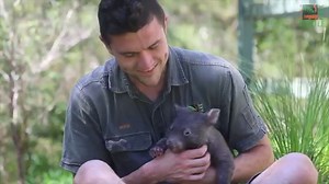 It's a Christmas miracle for one adorable wombat on the Central Coast. The baby wombat, named Holly, was found inside the pouch of her deceased mother, after being hit by a car. 📹: Australian Reptile Park | ABC Sydney