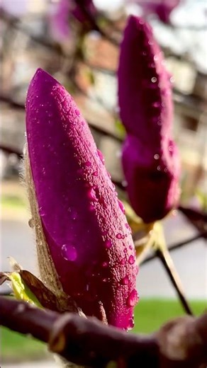 A different perspective on magnolia flowers after the rain