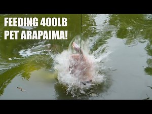 Feeding a 400lb Pet Arapaima! Huge pet fish.