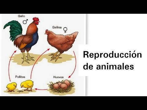 Animal Reproduction - Natural Sciences