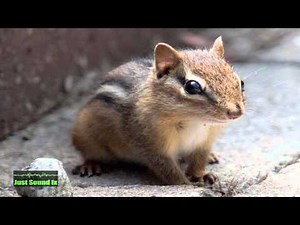 baby chipmunk sound