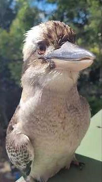 Massive Kookaburra Shows Zero Fear Around My Magpies