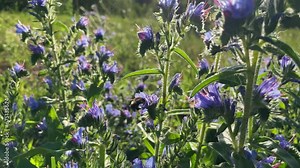 Honey Bee Collects Nectar from Purple Flower. Blueweed Echium Vulgare also know as Viper's Bugloss is a Flowering Plant n the Borage Family Boraginaceae.