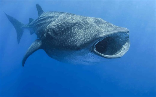 The Largest Shark Species in the Ocean Makes Me Scared to Go Swimming In It