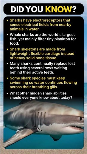 Sharks Can Detect Something Humans Cannot Even See