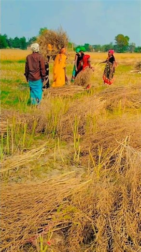 shi kaha n saher valo🌿🎋#gao🏠#