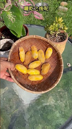如何讓芒果種子比較快發芽?