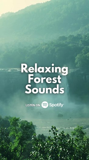 Gentle ambient forest sounds to help you focus, sleep, and find peace ✨ | Relaxing Ambient Sounds