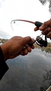 Last one, last one! These crappie were hitting hard, but I was popping lips! #crappie #fishing #love