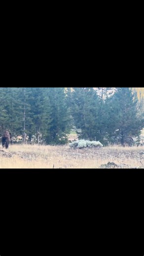 397K views · 8.5K reactions | #Kippsaile #familybusiness #yellowstone #wildlifeplanet #wellness #NaturalBeauty #livingthedream #Wyoming #horsebackriding #remotework #naturelovers #rockinhk #scarlettsaile #wyattsaile #wilsonsaile #mountains #bears #wilderness #realtalk #outfitterlife #lifeinthewoods #montana #ynp #BackCountryLiving | Kipp Saile | Facebook