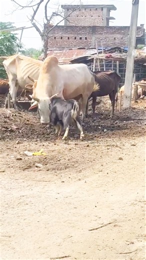 Esse bode é muito brabo #natureza #sobrevivência #animais #boi #bode