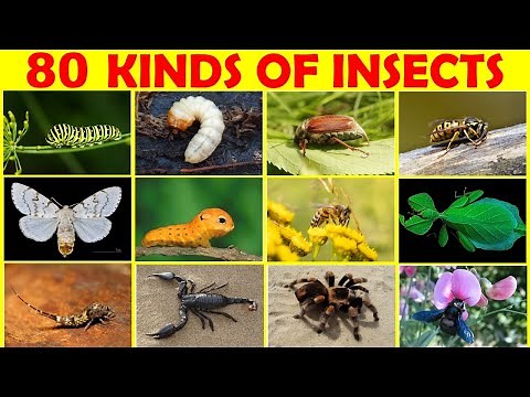 80 Kinds of Insects | Insect | Insect Names | Insect names in English | Insect Pictures ‪@KuboEnglishVocabulary‬