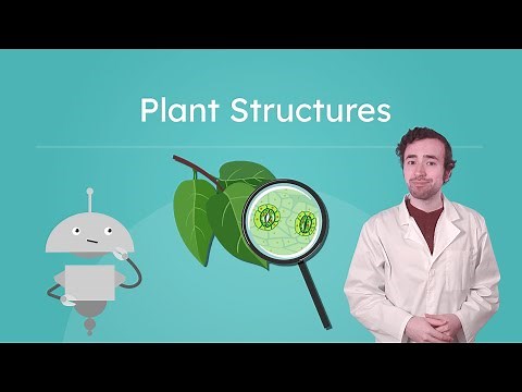 Plant Structures - Parts of Plants and Their Functions