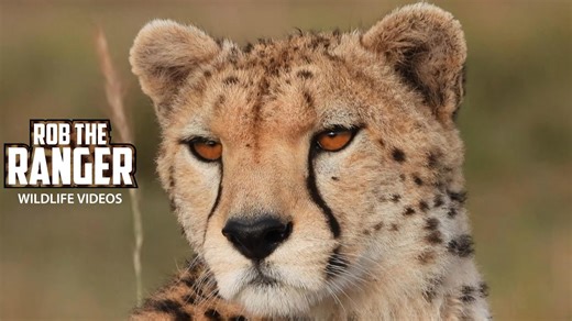 Neema female cheetah patrols Mara territory with focus