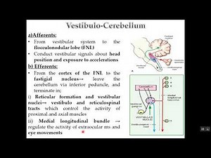 Physiology of Cerebellum