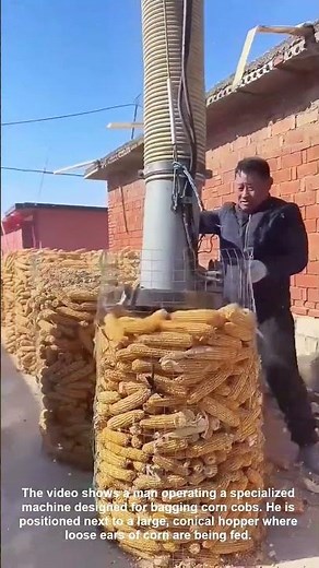 Fast corn bagging machine working efficiency at a corn farm