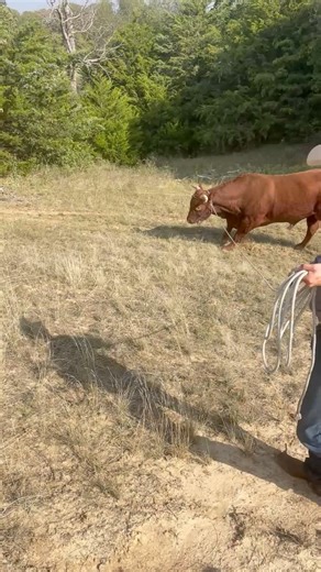 Today members of our Tarrant County Precinct 4 Road Crew were happy to assist our Sheriffs Deputies wrangling a runaway bull. Never a dull moment in Northwest Tarrant County! 🐂 🇺🇸 🐂 | Commissioner Manny Ramirez