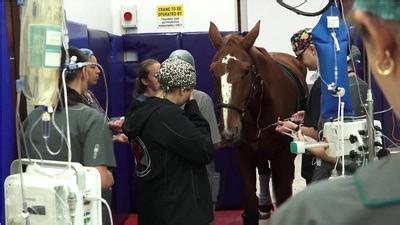 SA celebrates successful treatment for irregular heartbeat on horse