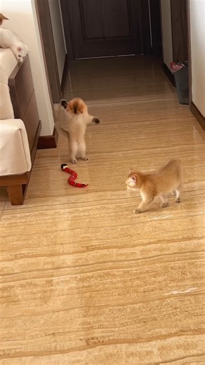 🐍 Realistic snake toy that moves to keep cats entertained 🛒 Product Link:https://shorturl.at/IKuQQ Order now at factory prices, available for individual or bulk purchases. #dhgate #dhgatefinds #cattoy #interactivecat #petfun #usbcharging #catlover | DHgate Pro