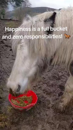 Let me introduce myself, I'm Rocco, I love people and food, especially mint treats and carrots. I'm very nosey and enjoy helping my hooman put hay in the field. She says I stand on the bag and stop her moving but I think she's wrong and I'm great as I always get a treat for all my hard work! 🐎 #caberstonfarm #scottishborders #horsesoftiktok #roccorules #farmlife