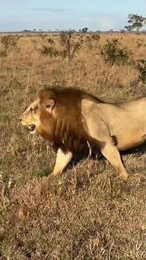 Male Lions Running Wild!