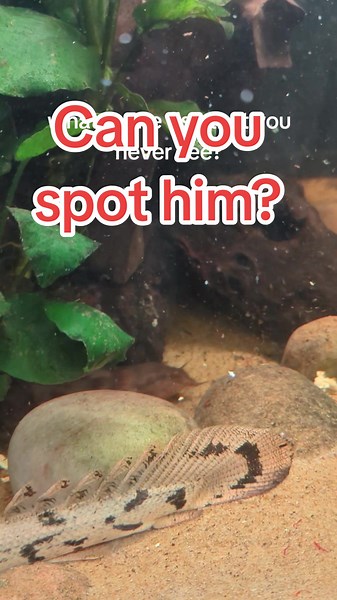 Discovering the Elusive Dwarf Giraffe Catfish