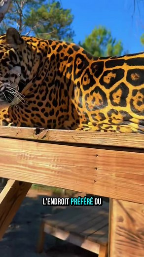 Jaguar joueur et câlin : comment ce grand prédateur agit comme un chaton