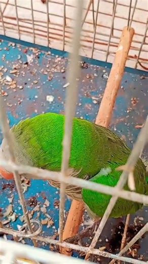 moda🐹 Chicco🦜 e lili🪿