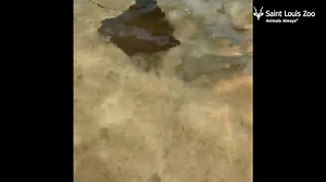 27K views · 1.5K reactions | The stingrays and sharks have arrived at Stingrays at Caribbean Cove presented by SSM Health. Although the Zoo is still closed to the public, our keepers are taking good care of them and are waiting for the day visitors can return to one of our most popular summer habitats! #BringTheStlZooToYou | Saint Louis Zoo | Facebook